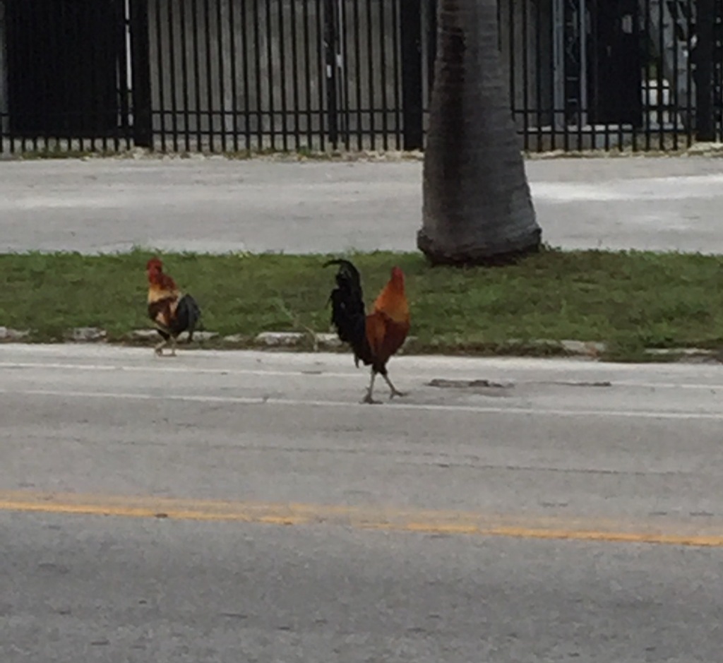And now, a collection of Key West Chickens shamelessly pandering to stereotypes…